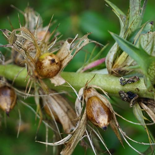 Amanda Morrissey Family Counselling