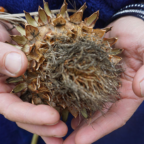 Amanda Morrissey Illness Counselling